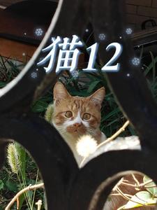 猫12周龄是多大